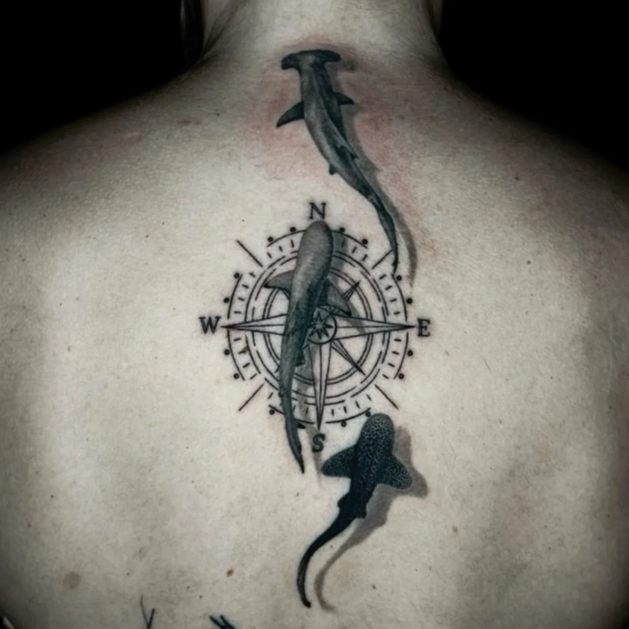 Black and grey upper-back tattoo with a compass rose and three realistic sharks with drop-shadow depth at Bloodline Tattoo Bangkok.